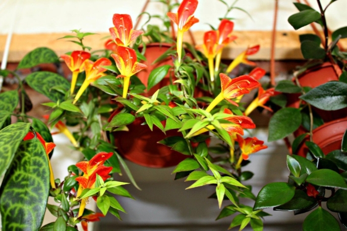 Колумнея krakatau