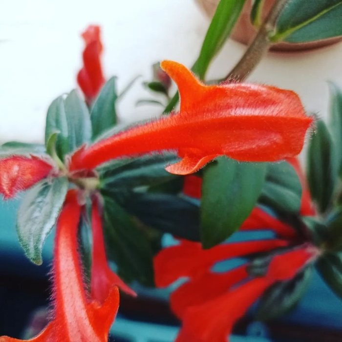 Колумнея krakatau