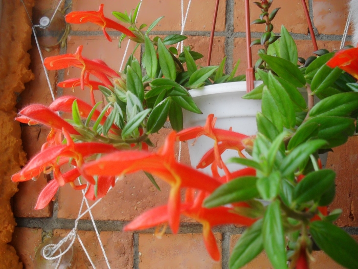 Колумнея кракатау