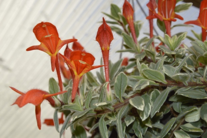 Колумнея allenii morton variegata