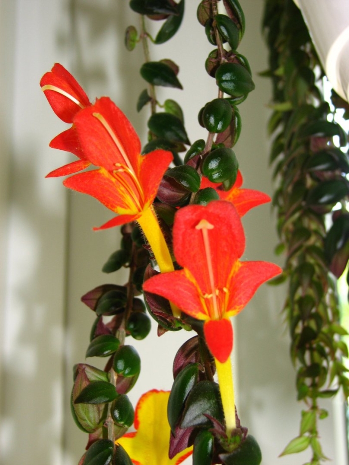 Колумнея банкса