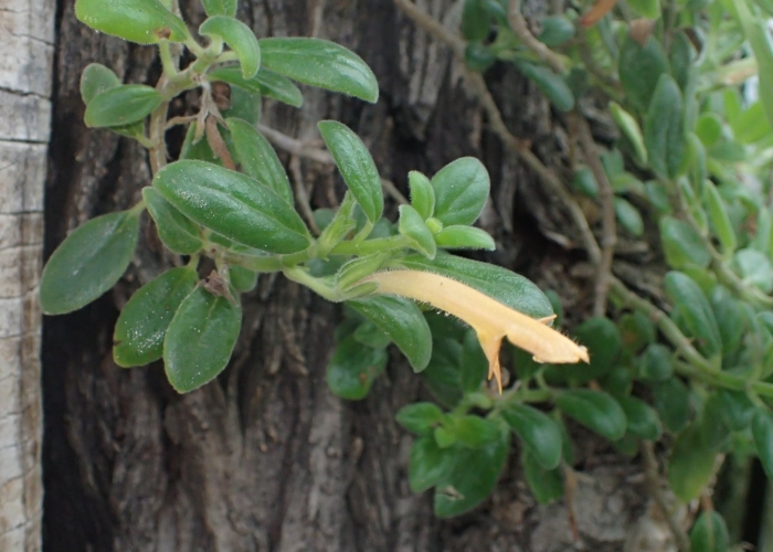 Колумнея allenii