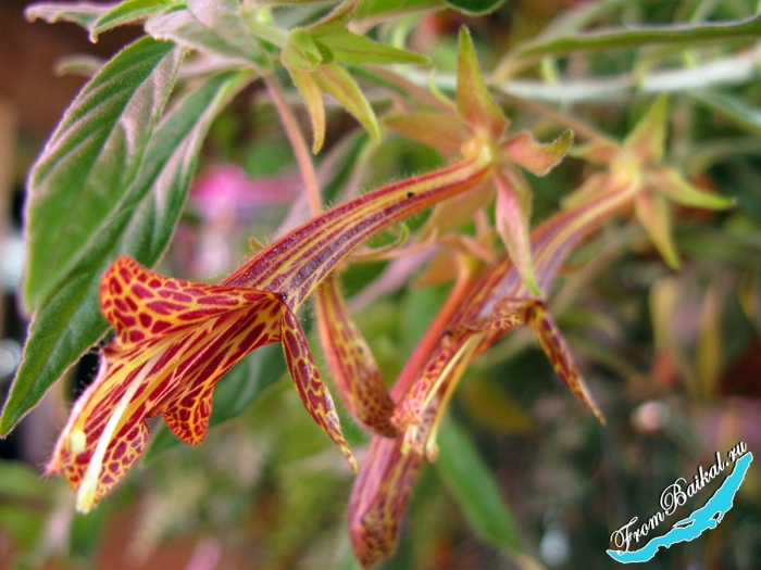 Колумнея шейдиана