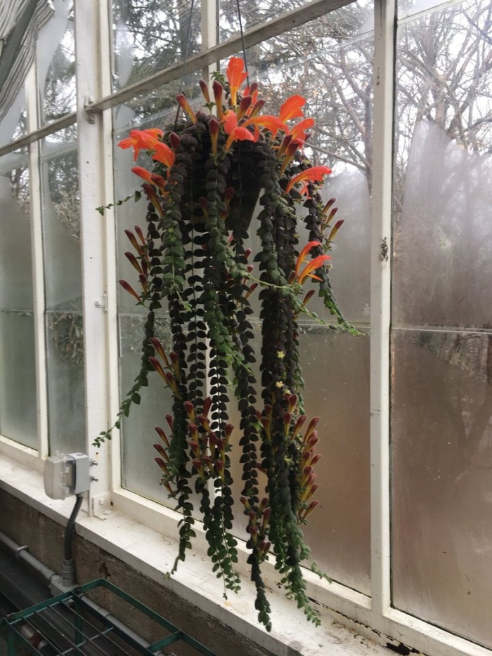 Колумнея цветок комнатный