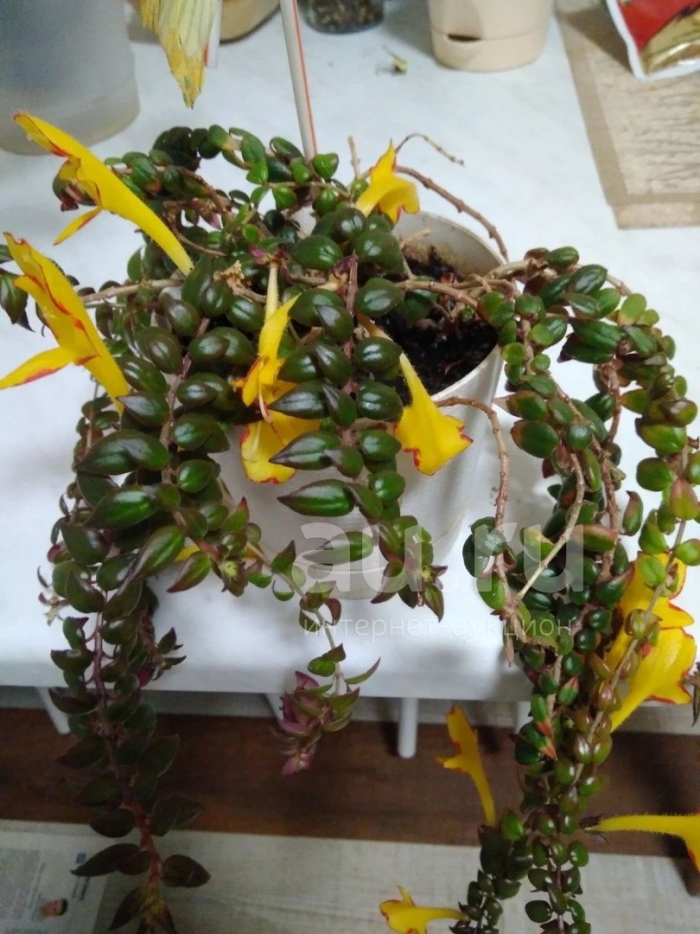 Колумнея sulphurea