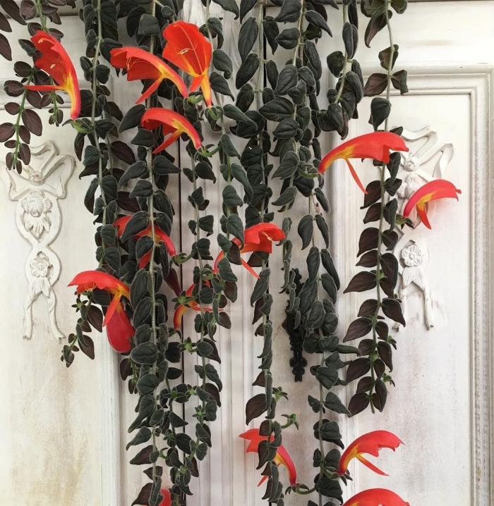 Колумнея gloriosa