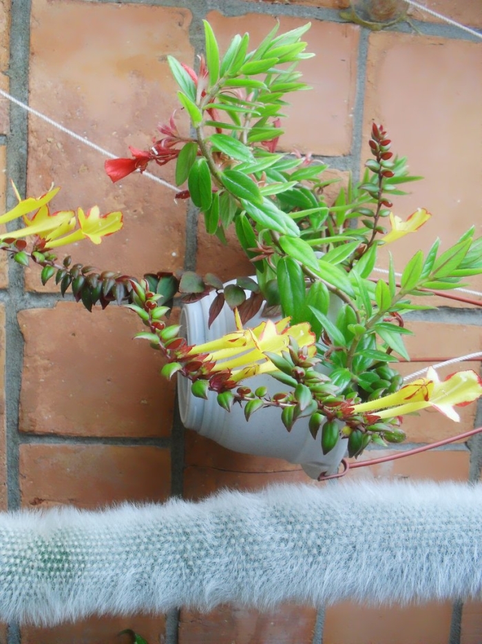 Колумнея раймонди