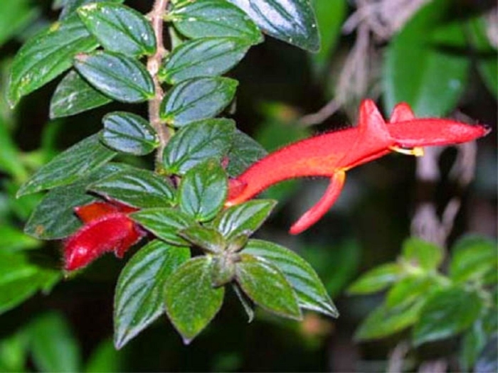 Колумнея инферно