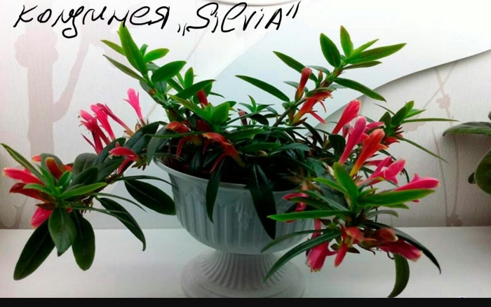 Цветок эсхинантус комнатный