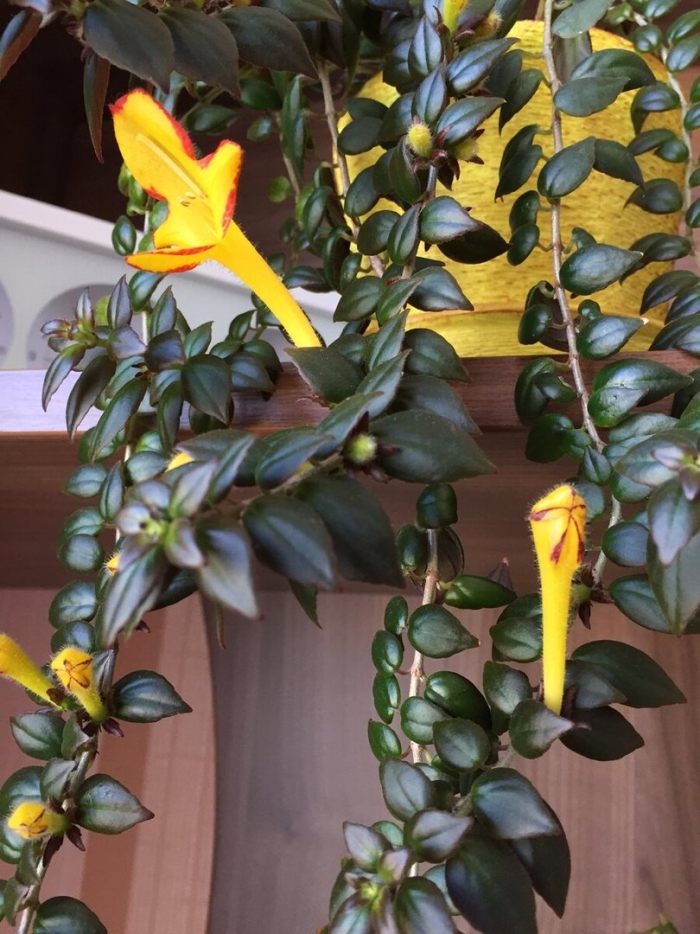 Колумнея аполло