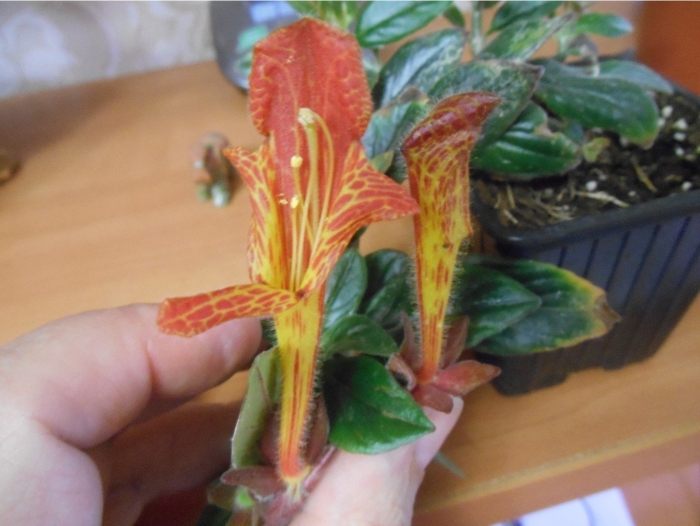 Колумнея schiedeana