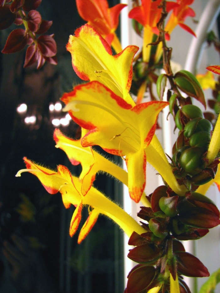 Колумнея карнавал