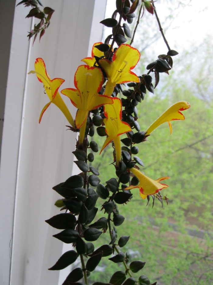 Эсхинантус колумнея