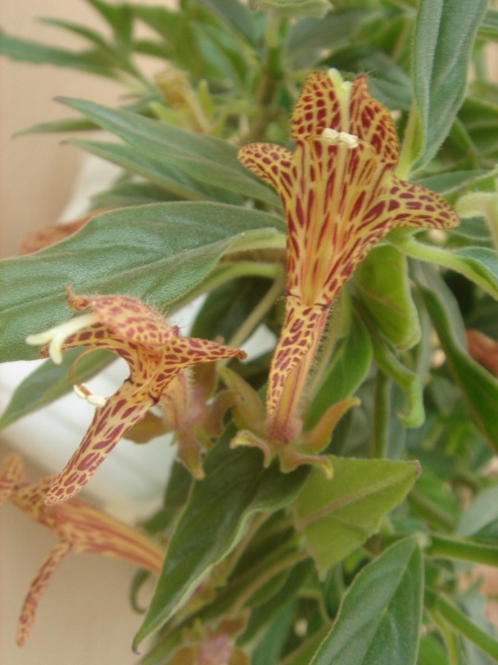 Колумнея шидеана