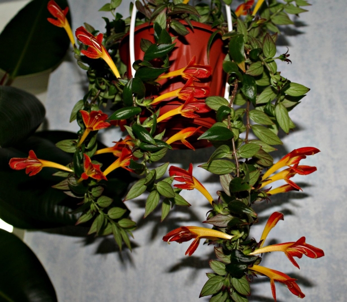 Эсхинантус мона лиза