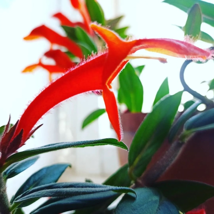 Колумнея микрофила