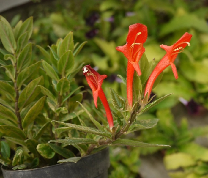 Колумнея нематантус