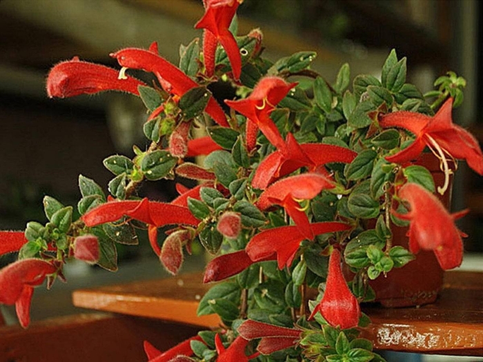 Колумнея кьюсская