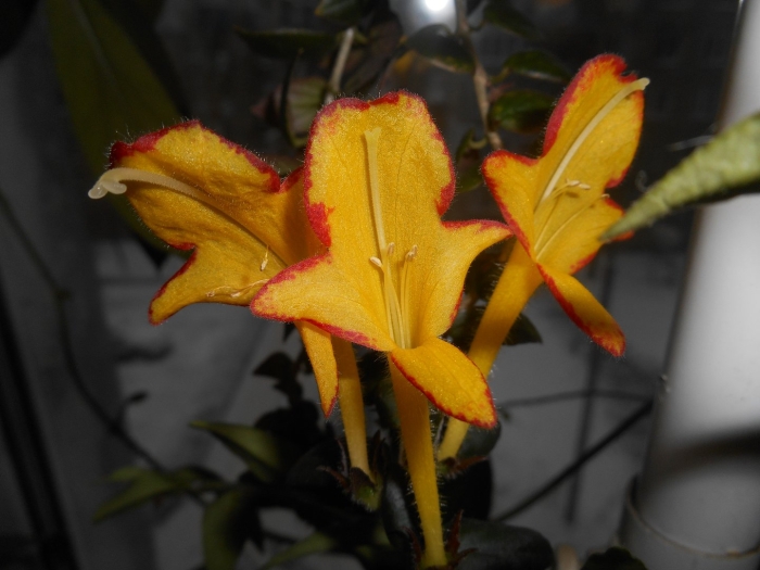 Колумнея carnival