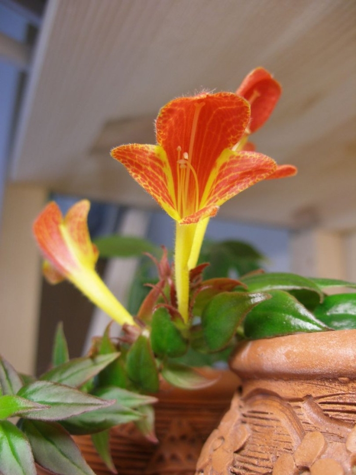 Колумнея эрли берд