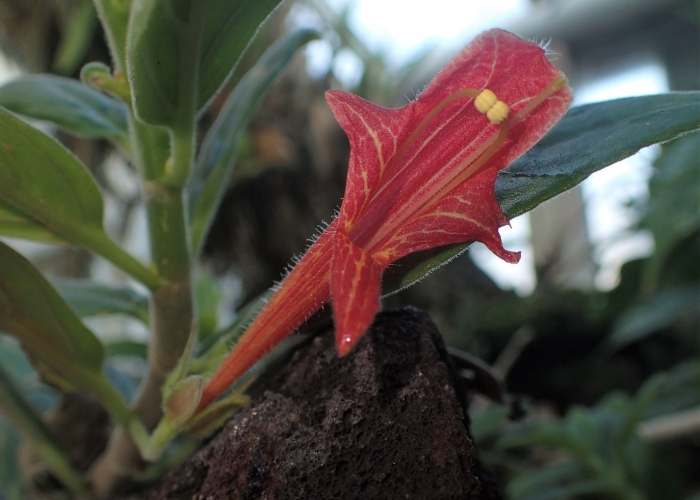 Колумнея кьюсская