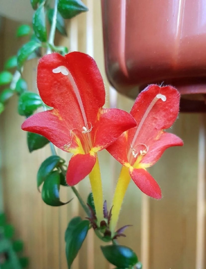 Колумнея early bird