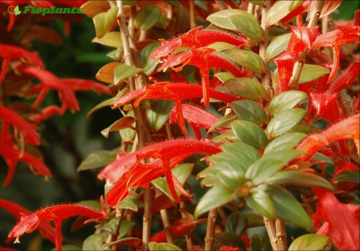 Колумнея кракатау