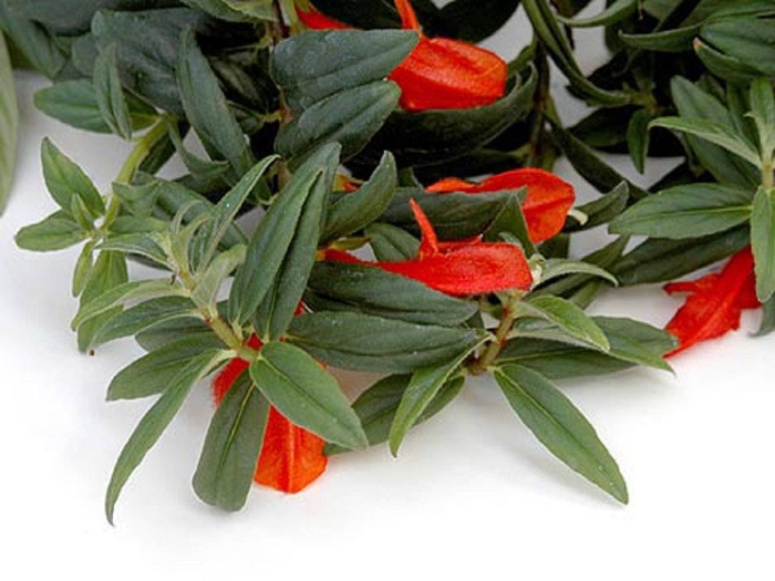 Колумнея аллена