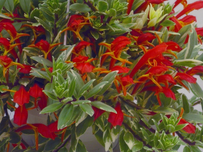 Колумнея кьюсская