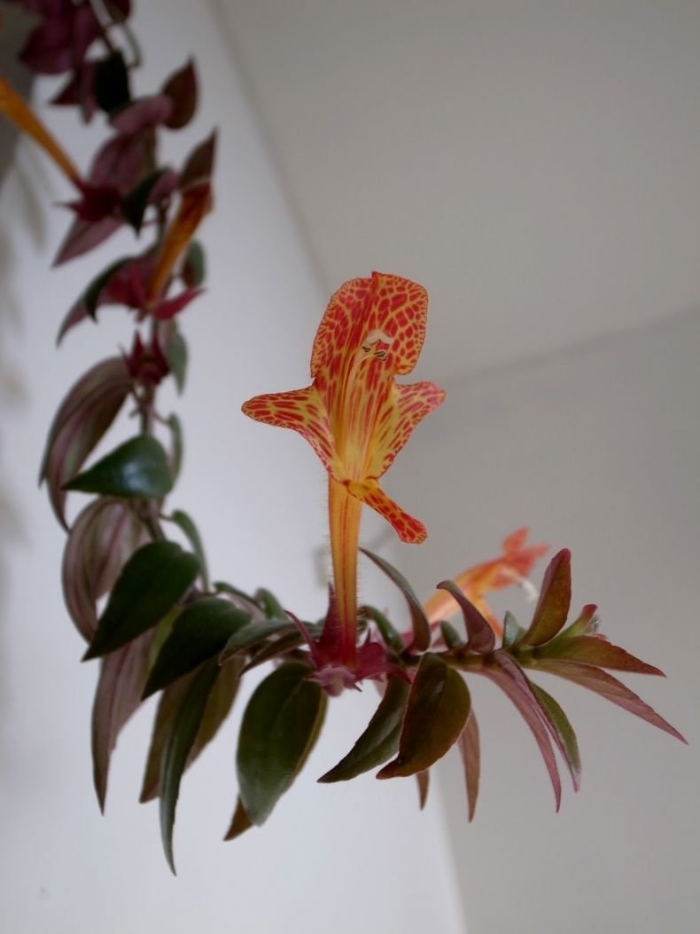 Колумнея цветок