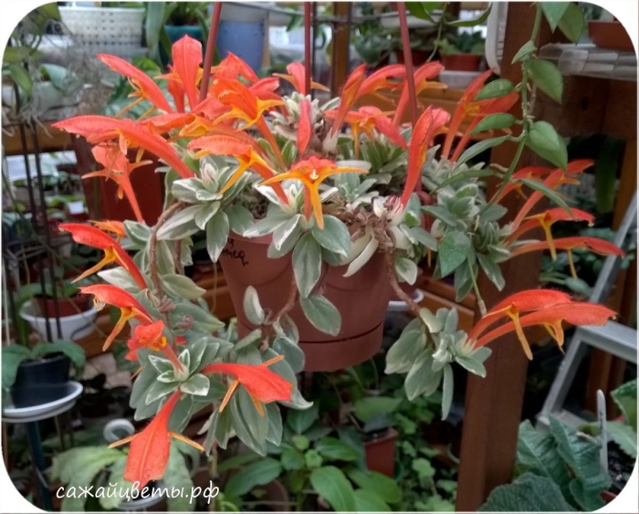 Колумнея allenii morton variegata