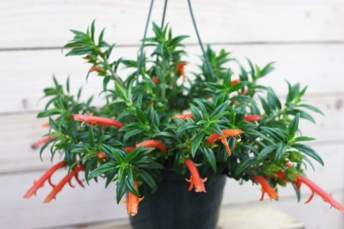 Колумнея krakatau