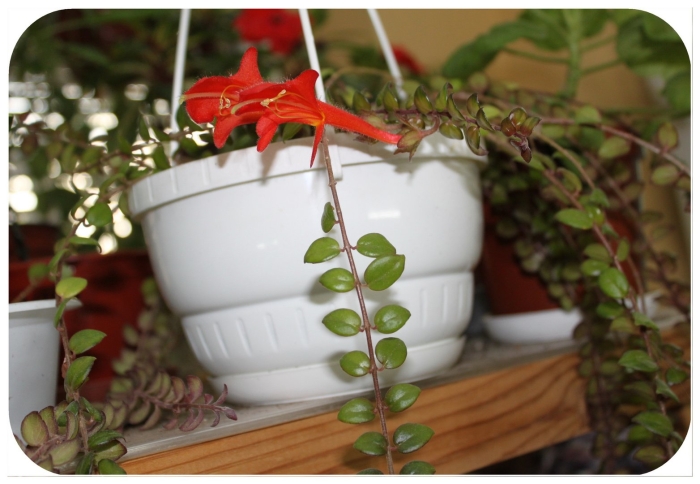 Колумнея cascading beauty