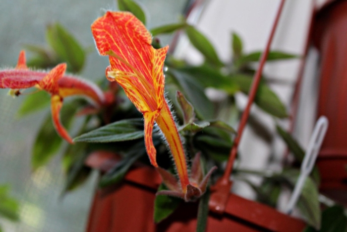 Колумнея golden spike