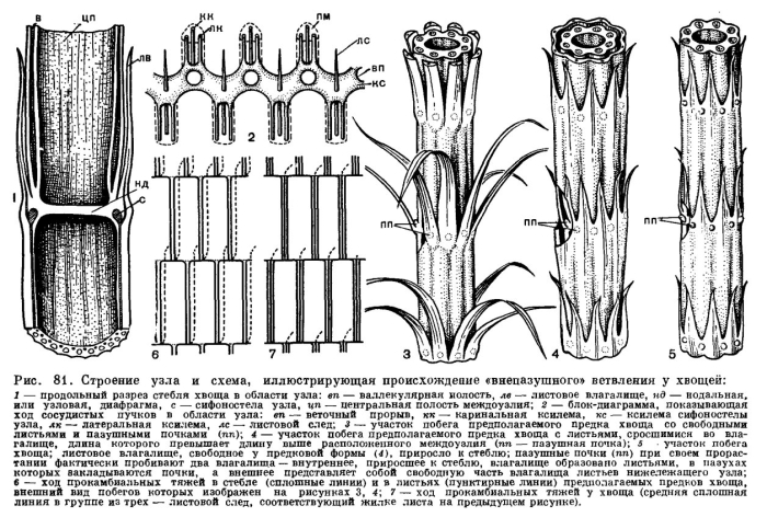 Анатомическое строение хвоща полевого