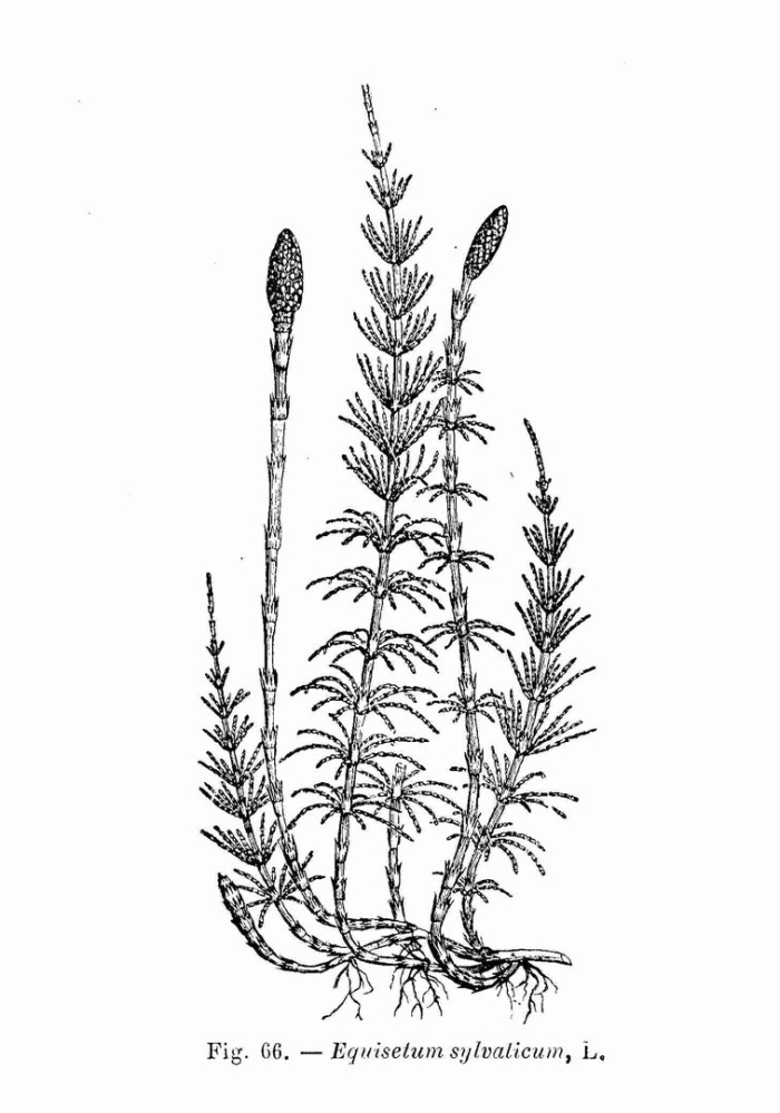 Хвоща полевого