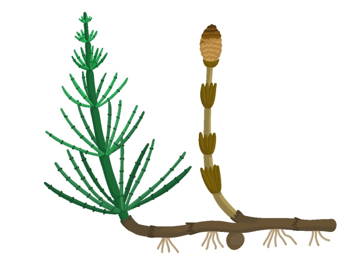 Строение весеннего побега хвоща полевого