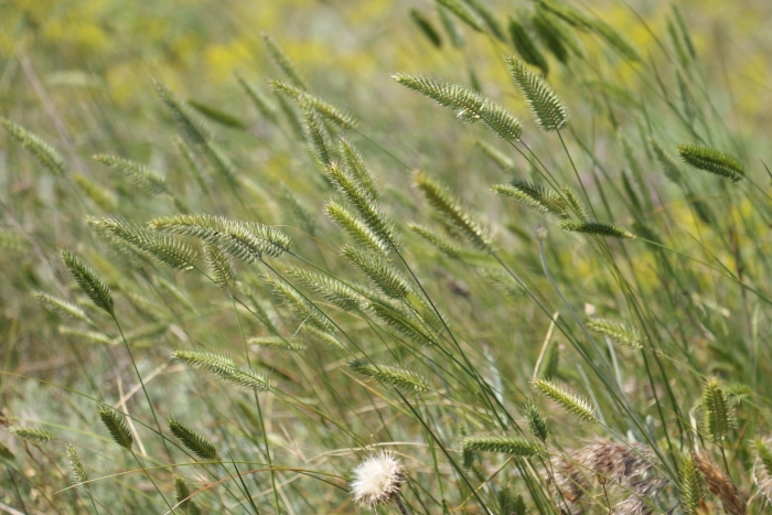 Житняк гребневидный