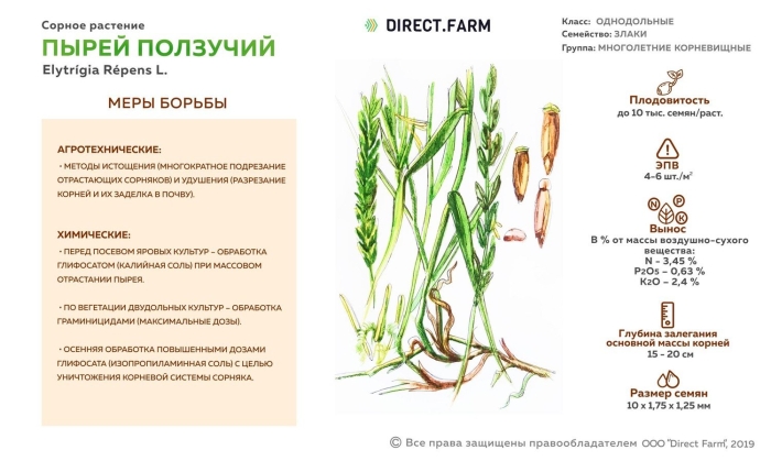 Пырей ползучий (elytrigia repens)