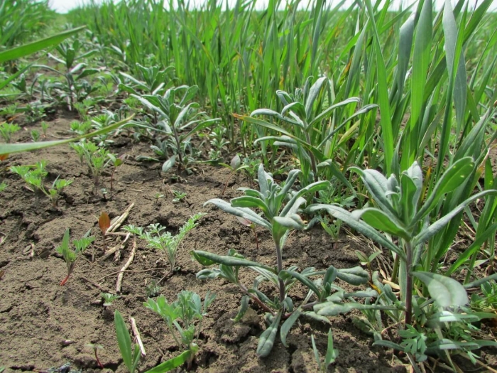 Воробейник полевой сорняк