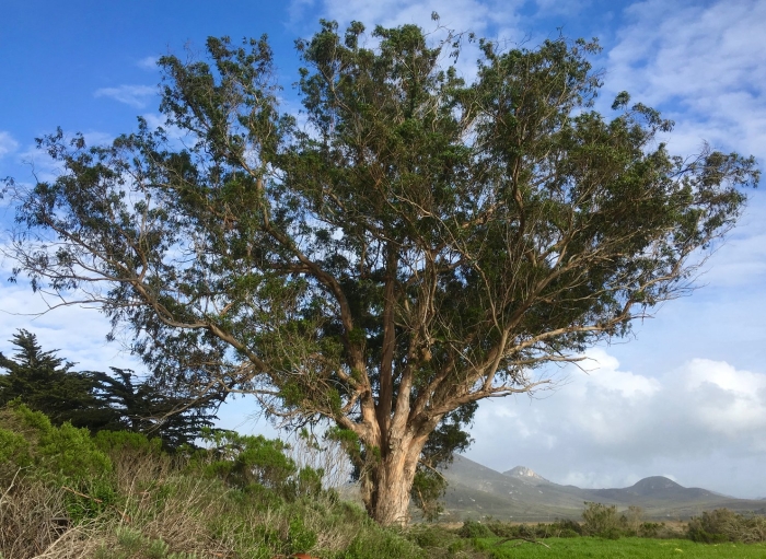 Австралийский эвкалипт дерево