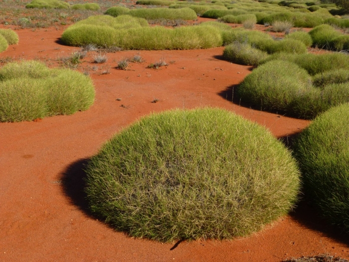 Спинифекс растение австралии