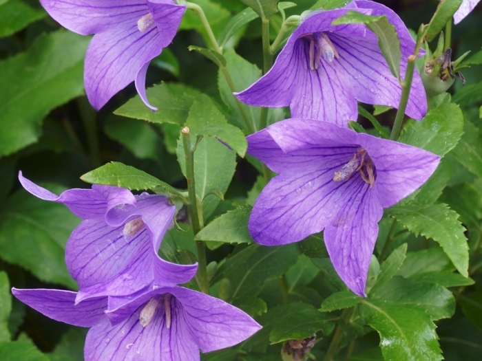 Platycodon grandiflorus