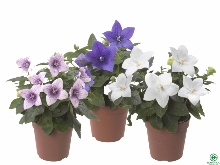 Кампанула платикодон