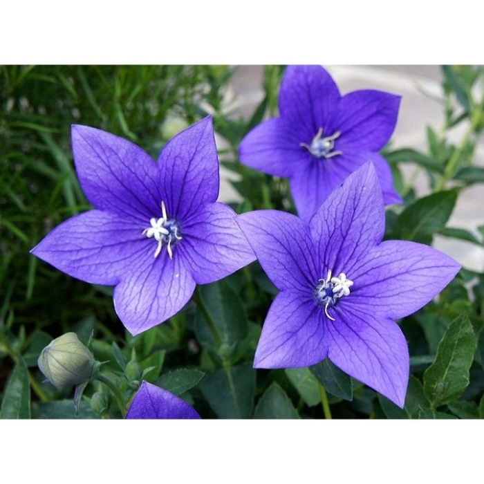 Платикодон астра блю