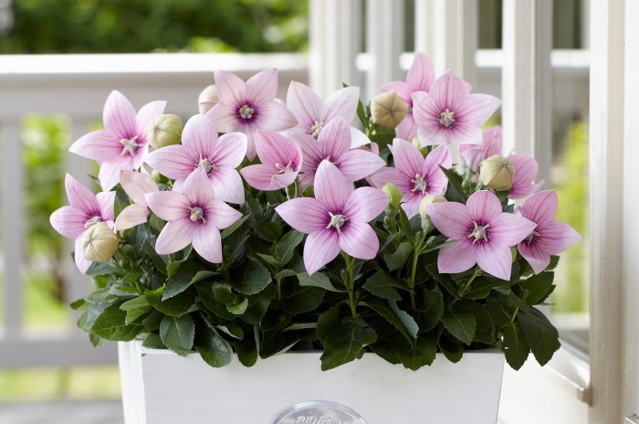 Платикодон спаркл пинк