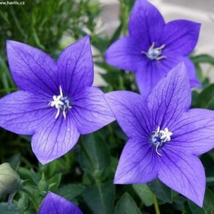 Платикодон крупноцветковый исида