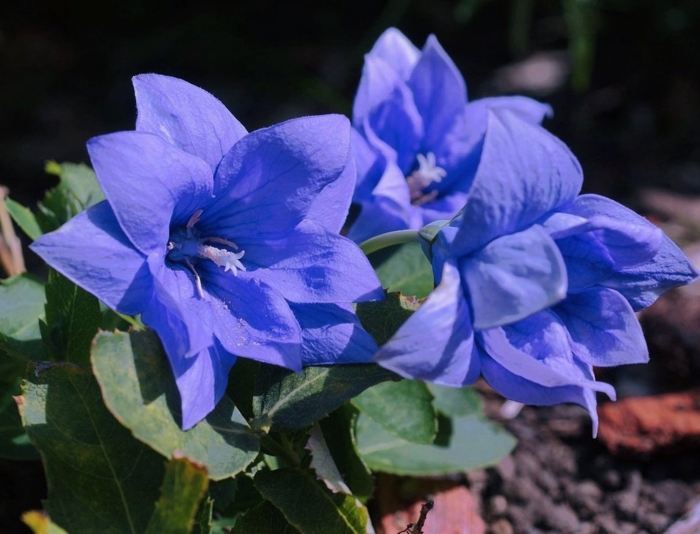 Платикодон астра блю