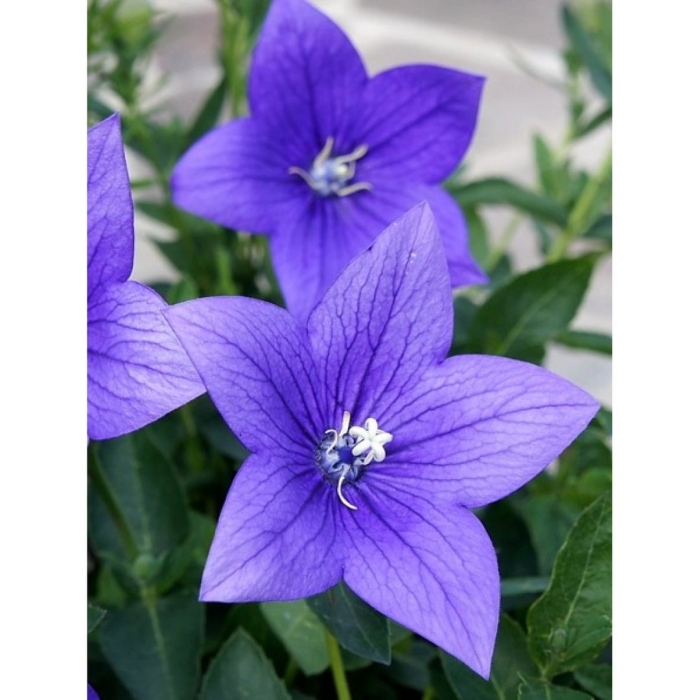 Платикодон мариеси