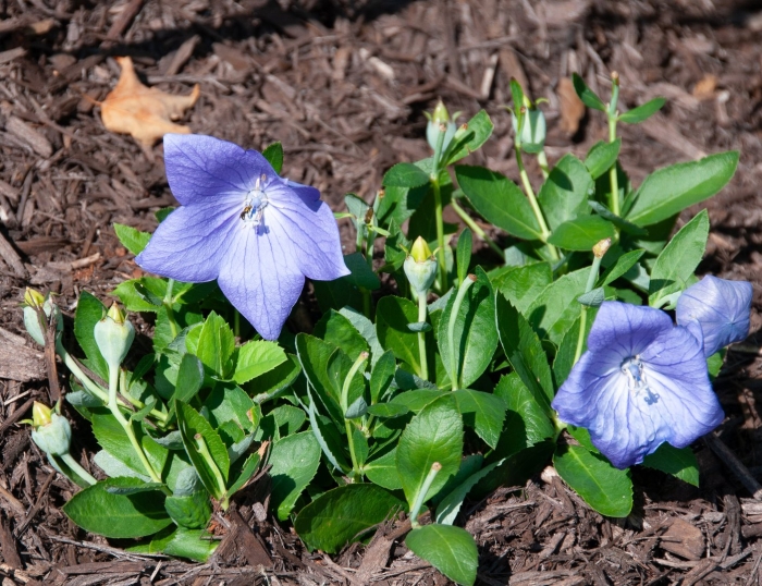 Platycodon grandiflorum